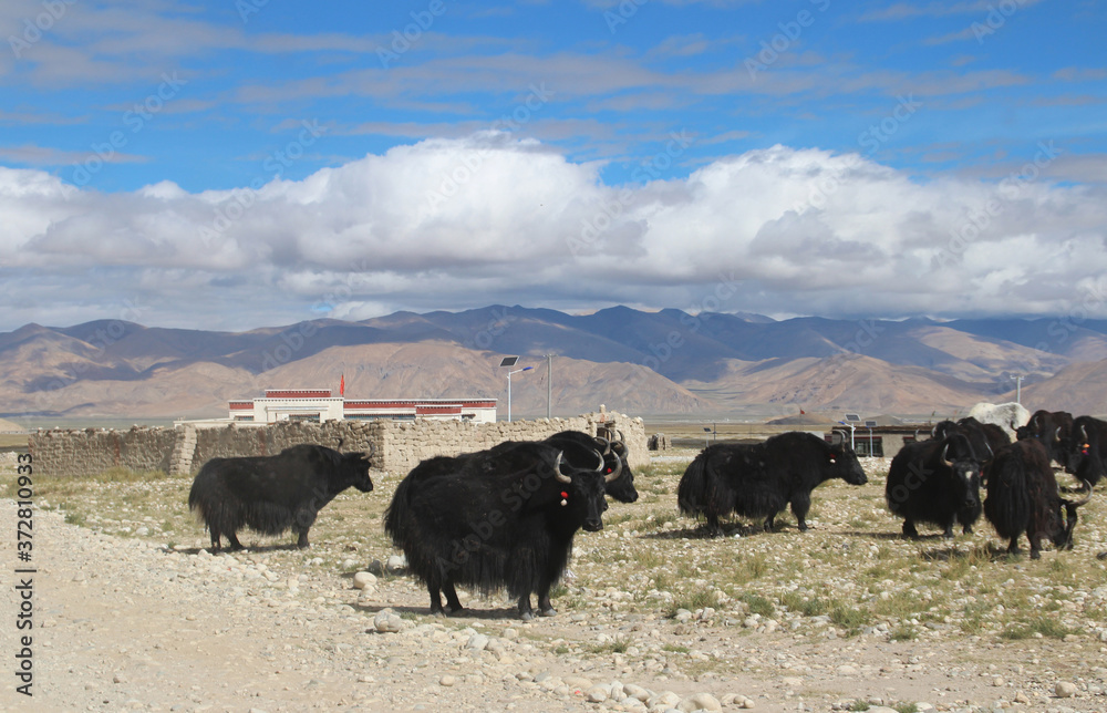 View of the mountains and dramatic sky with the black yaks on the way to Everest Base Camp, Tibet, China View of the mountains and dramatic sky with the black yaks on the way to Everest Base Camp, Tibet, China