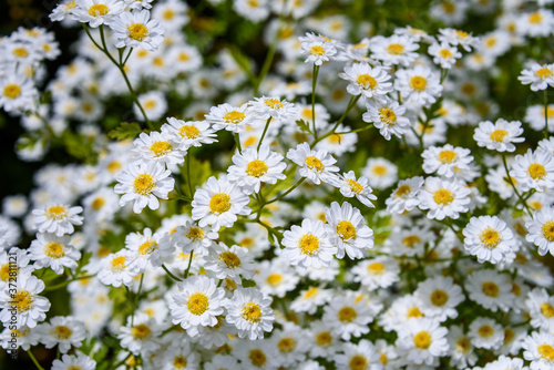 Closeup of tiny white daisies in full bloom as a nature background 