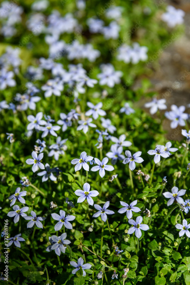 Closeup of light blue flowers blooming on creeping blue star ground cover
