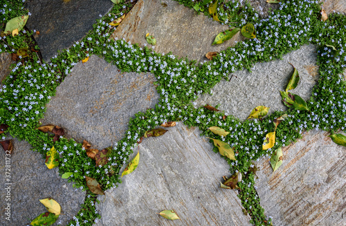 Flagstone patio with creeping blue star ground cover in bloom between stones
