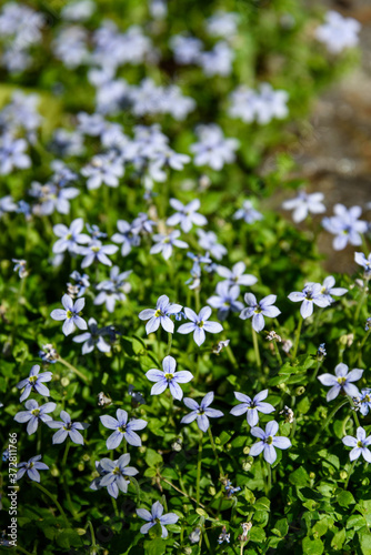 Closeup of light blue flowers blooming on creeping blue star ground cover 