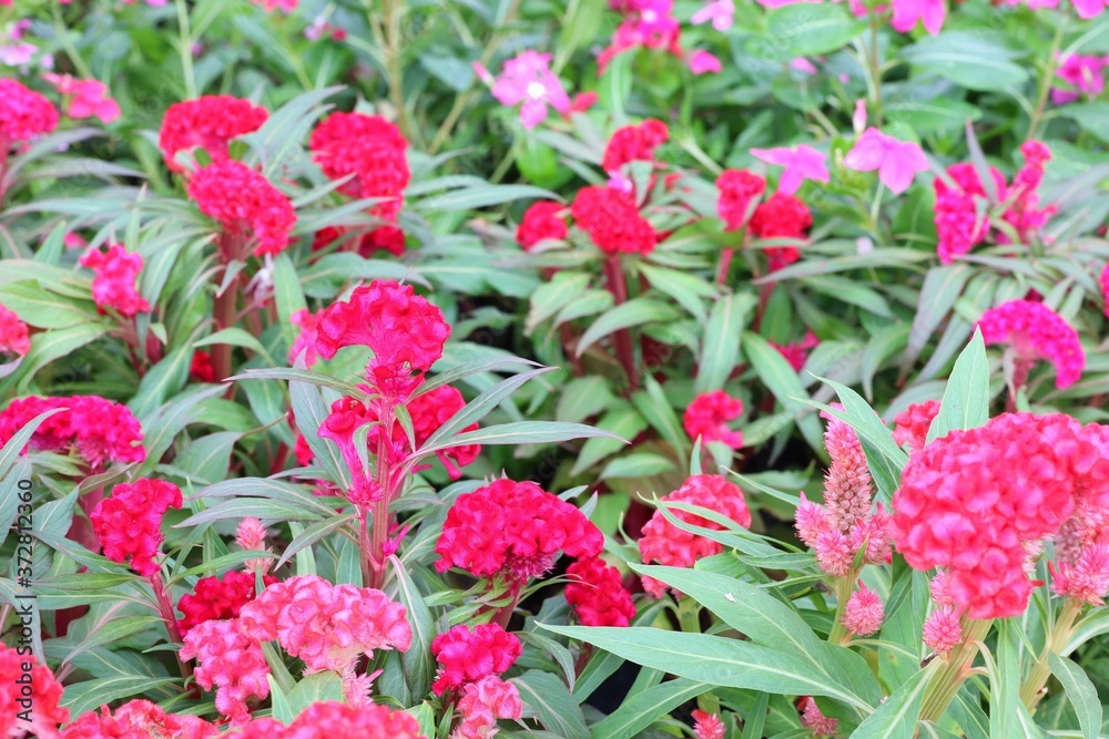 Obraz premium pink flowers in a garden
