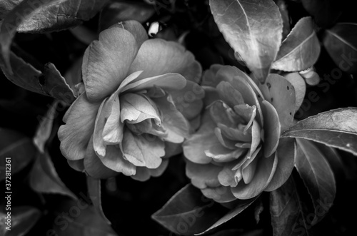 Black and white photo of camellia flowers