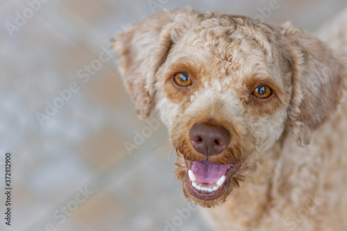 Portrait image of Cute puppy Toy Poodle sit at green garden