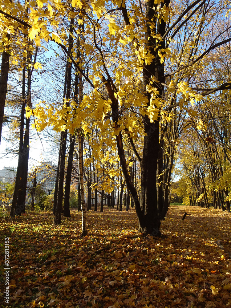 Fototapeta premium fallen yellow maple foliage on autumn park background, selective focus