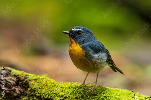 Nature wildlife bird species of Snowy browed flycatcher perch on branch which is found in Borneo, Sabah,Malaysia.