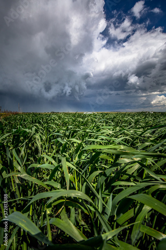 field of grass 