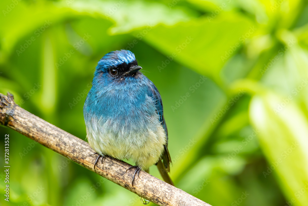 Obraz premium Beautiful blue color bird known as Indigo Flycatcher (Eumyias Indigo) on perch at nature habits in Sabah, Borneo