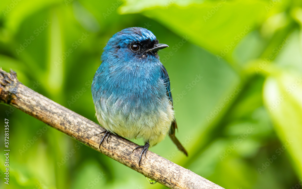 Beautiful blue color bird known as Indigo Flycatcher (Eumyias Indigo) on perch at nature habits in Sabah, Borneo Beautiful blue color bird known as Indigo Flycatcher (Eumyias Indigo) on perch at nature habits in Sabah, Borneo
