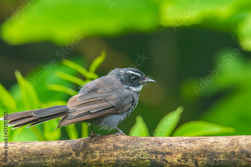 Nature wildlife bird white-throated fantail (Rhipidura albicollis) is a small passerine bird. It is found in forest, scrub and cultivation across tropical southern Asia.