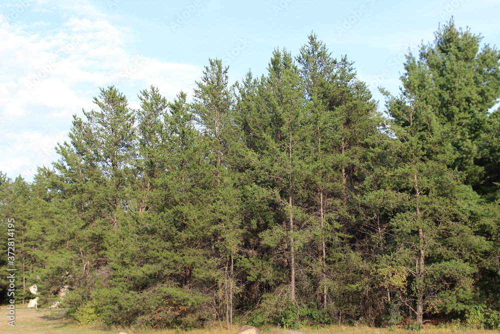 pine trees in the forest pine trees in the forest