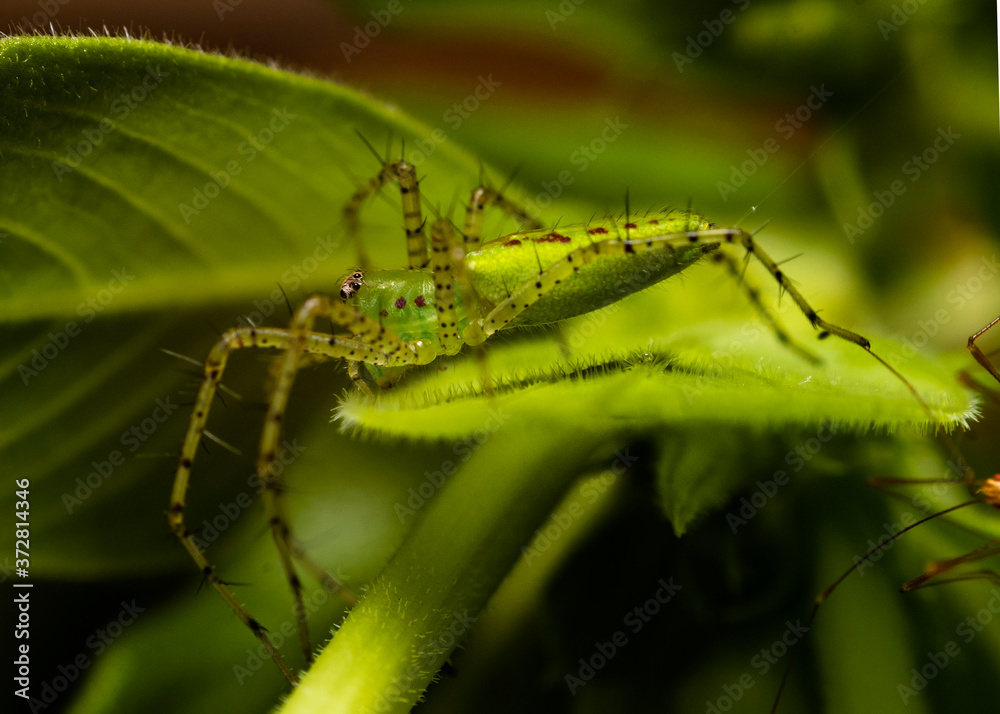 green spider on leaf green spider on leaf
