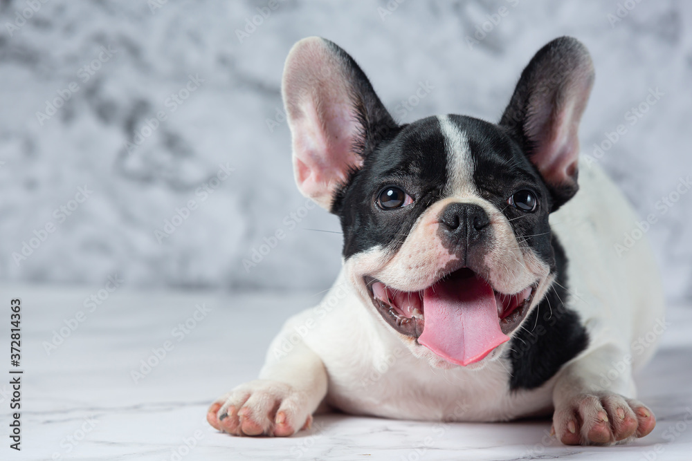 French Bulldog Dog Breeds White Polka Dot Black On Marble Background.