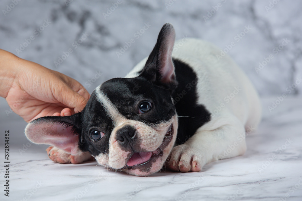 French Bulldog Dog Breeds White Polka Dot Black On Marble Background.