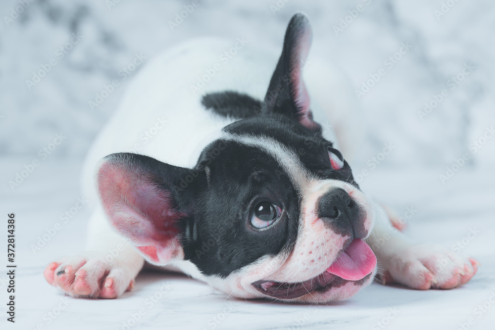 French Bulldog Dog Breeds White Polka Dot Black On Marble Background.