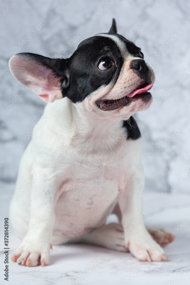 French Bulldog Dog Breeds White Polka Dot Black On Marble Background.