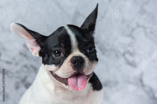 French Bulldog Dog Breeds White Polka Dot Black On Marble Background. © artit