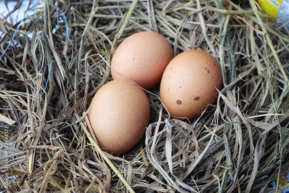 eggs in the nest