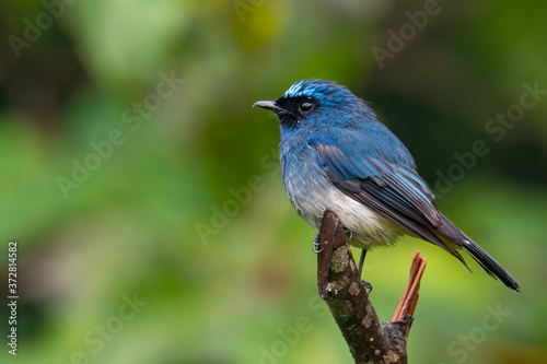 Beautiful blue color bird known as Indigo Flycatcher (Eumyias Indigo) on perch at nature habits in Sabah, Borneo © alenthien