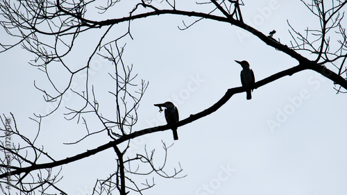 silhouette Nature wildlife bird Collared Kingfisher on tree branch