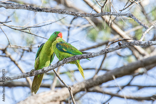 Nature wildlife bird of The blue-naped parrot also the blue-crowned green parrot in Nature habits photo