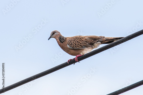 Pigeon dove bird stand on electric wire with clear sky blue background