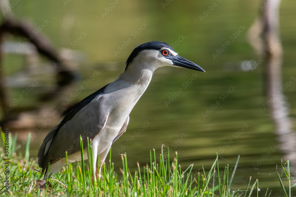 Black-crowned night heron bird in real nature in Sabah, Borneo Black-crowned night heron bird in real nature in Sabah, Borneo
