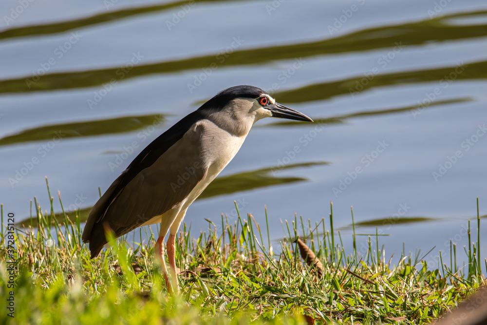 Black-crowned night heron bird in real nature in Sabah, Borneo Black-crowned night heron bird in real nature in Sabah, Borneo