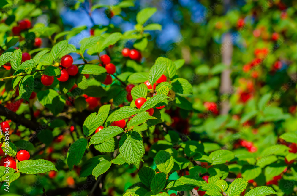 A lot of ripe cherries on a tree branch in summer. A lot of ripe cherries on a tree branch in summer.
