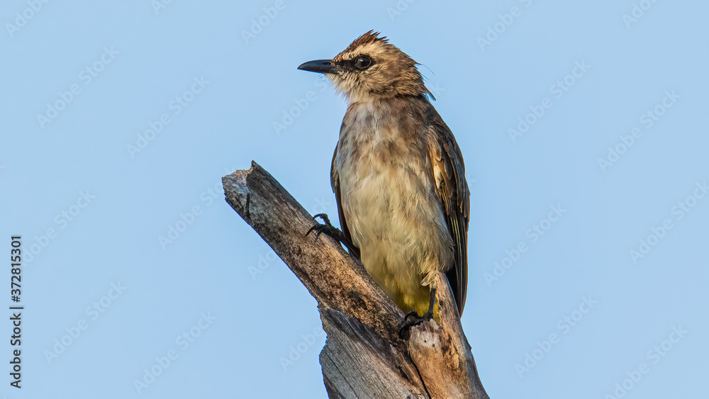 Nature wildlife bird ellow-vented bulbul on perch during morning Nature wildlife bird ellow-vented bulbul on perch during morning
