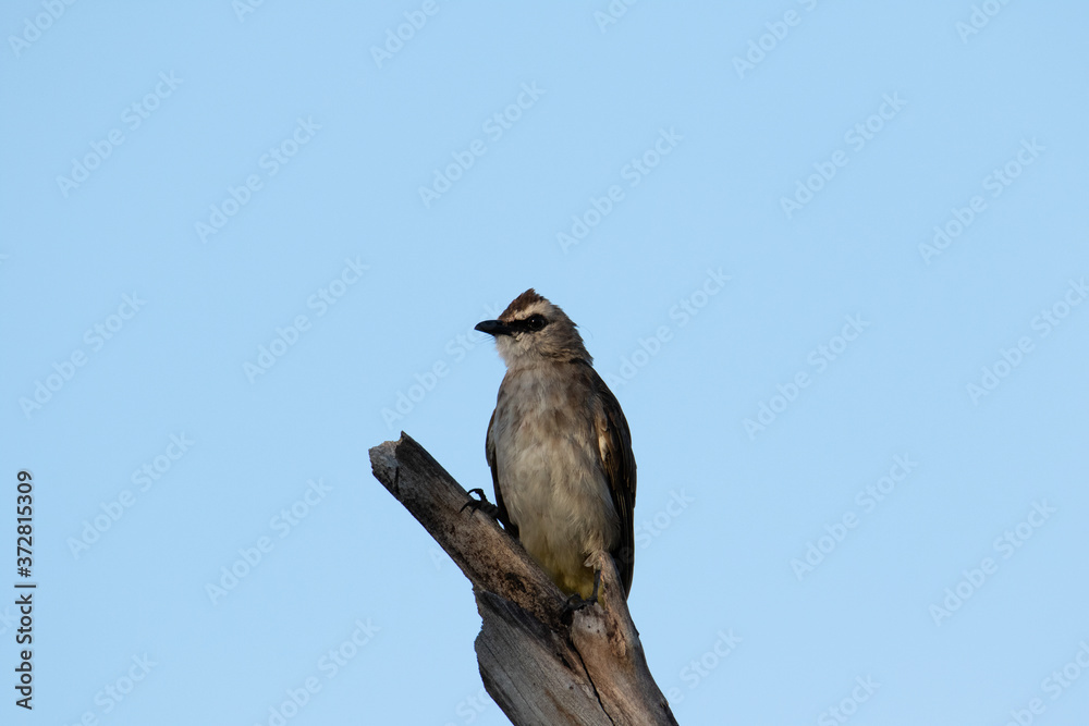 Nature wildlife bird ellow-vented bulbul on perch during morning Nature wildlife bird ellow-vented bulbul on perch during morning
