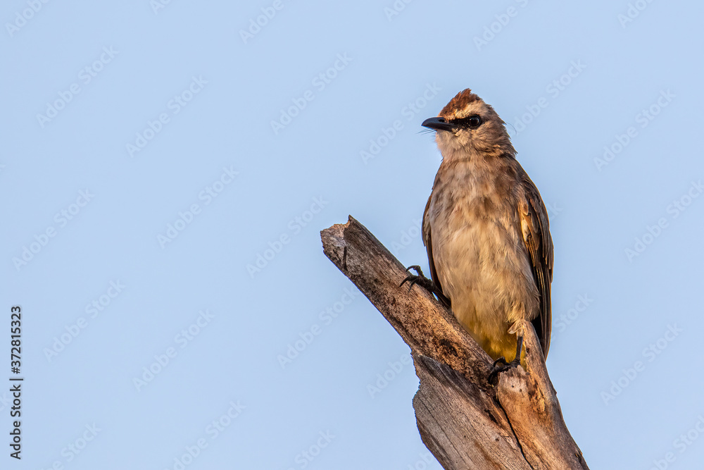 Nature wildlife bird ellow-vented bulbul on perch during morning Nature wildlife bird ellow-vented bulbul on perch during morning