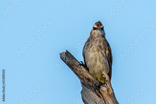 Nature wildlife bird ellow-vented bulbul on perch during morning