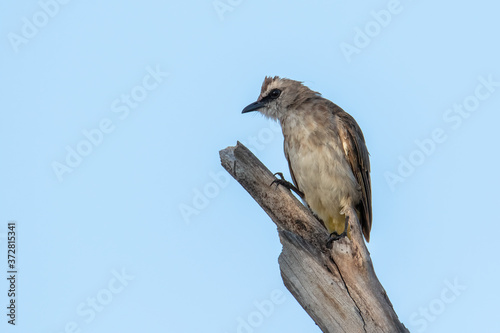 Nature wildlife bird ellow-vented bulbul on perch during morning