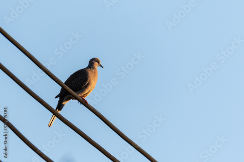 Pigeon dove bird stand on electric wire with clear sky blue background