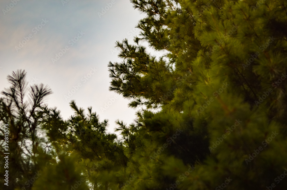 Obraz premium trees and sky