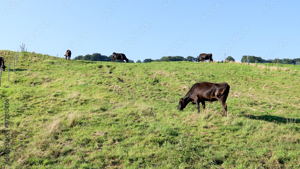 牧場の坂で牧草を食む黒毛和牛