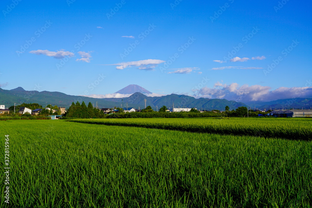 夏の田園風景と富士山