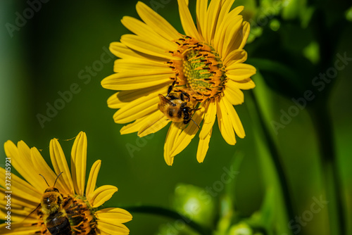  The cheerful sunflower or perennial sunflower is a plant in the daisy family. It is widespread in scattered locations across much of Canada from Newfoundland to British Columbia