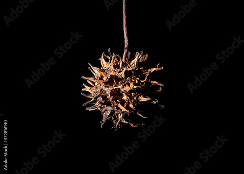 Sweetgum fruit