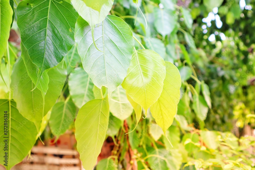 Obraz premium green leaves background