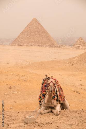 Camels at the great pyramids of giza  Egypt