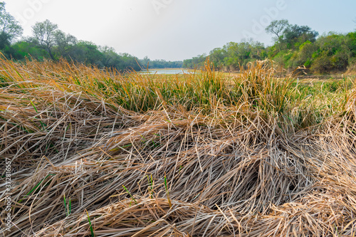Slika na platnu plantas de totoras al costado de lago casi seco