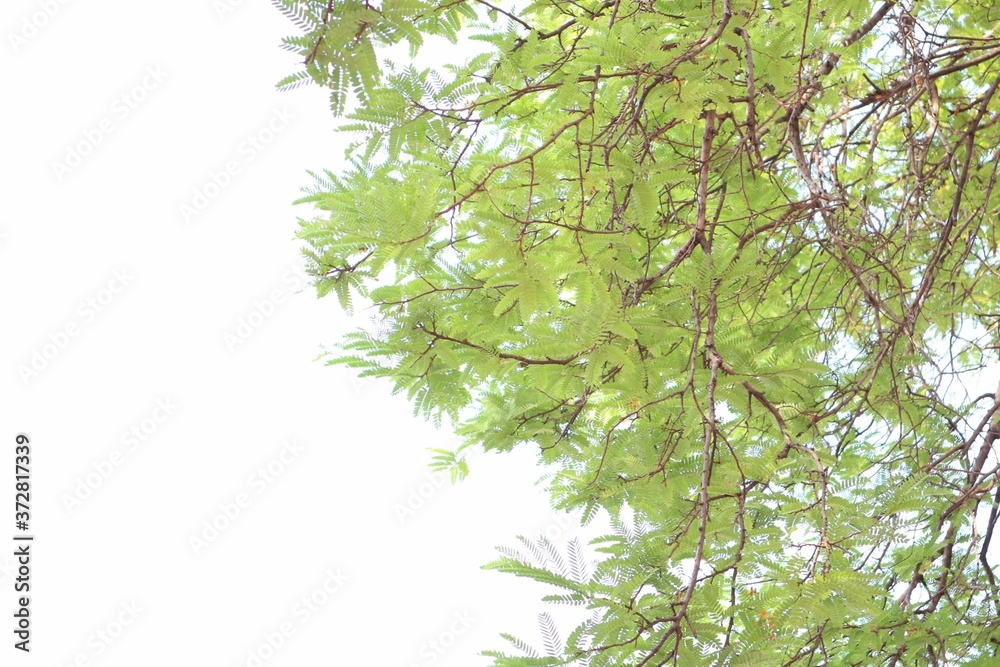 Fototapeta premium green leaves isolated on white