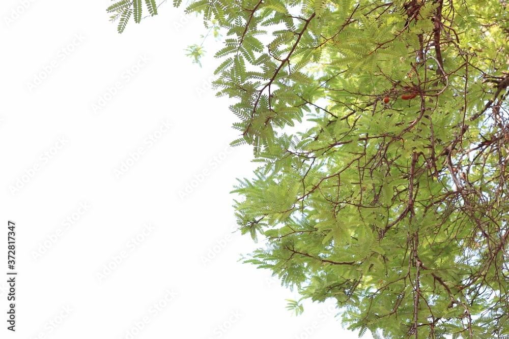 green leaves isolated on white background green leaves isolated on white background