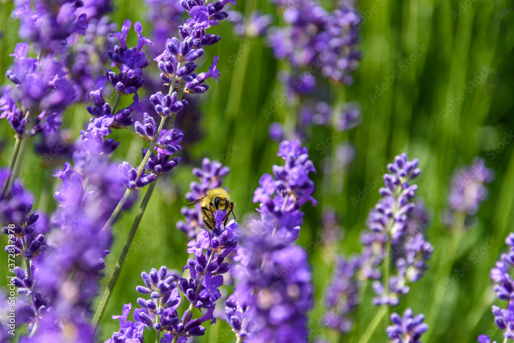 Purple flowers of English Lavender blooming on a sunny day, honeybee pollinating
Purple flowers of English Lavender blooming on a sunny day, honeybee pollinating