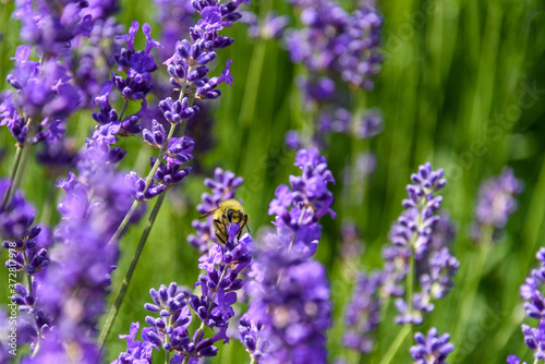 Purple flowers of English Lavender blooming on a sunny day, honeybee pollinating 