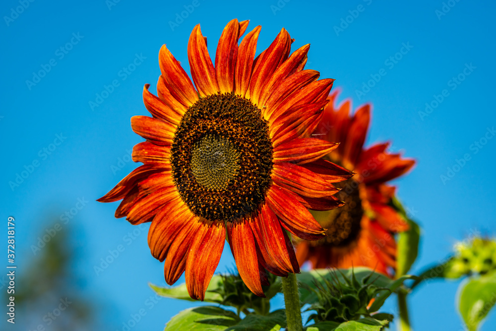 Obraz premium Different kind of sunflowers