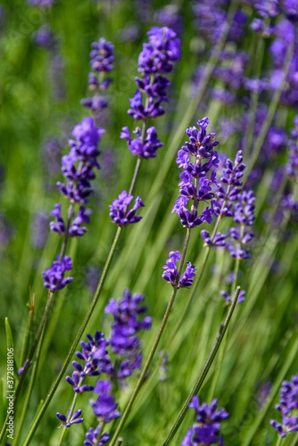 Purple flowers of English Lavender blooming on a sunny day, as a nature background 