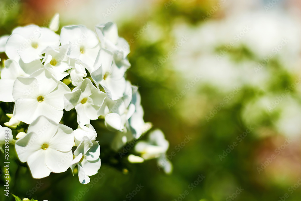 White phlox flower bush on the blurred green plants background. Floral and herbal backdrops and patterns with copy space for text White phlox flower bush on the blurred green plants background. Floral and herbal backdrops and patterns with copy space for text